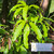 Mangga (Mangifera Indica) Mango, 180 Grams