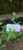 Patikan Mas (Euphorbia heterophylla), 90 Grams
