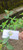 Patikan Mas (Euphorbia heterophylla), 780 Grams