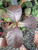 Ungu (Graptophyllum pictum), 780 Grams