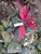 Andong (Cordyline fruticose), 600 Grams
