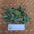 Sintrong (Crassocephalum crepidioides) Thickhead, 90 Grams
