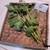 Sintrong (Crassocephalum crepidioides) Thickhead, 360 Grams