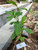 Sintrong (Crassocephalum crepidioides) Thickhead, 360 Grams