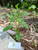 Sintrong (Crassocephalum crepidioides) Thickhead, 600 Grams