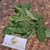 Sintrong (Crassocephalum crepidioides) Thickhead, 780 Grams