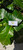 Awar Awar (Ficus septica) Hauili Fig Tree, 90 Grams