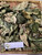 Awar Awar (Ficus septica) Hauili Fig Tree, 360 Grams