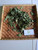 Tembelekan (Lantana Camara) Shrub Verbena, 180 Grams