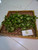 Tembelekan (Lantana Camara) Shrub Verbena, 180 Grams