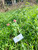 Tembelekan (Lantana Camara) Shrub Verbena, 180 Grams