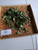 Tembelekan (Lantana Camara) Shrub Verbena, 360 Grams