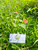 Tembelekan (Lantana Camara) Shrub Verbena, 360 Grams