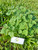 Tembelekan (Lantana Camara) Shrub Verbena, 360 Grams