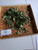 Tembelekan (Lantana Camara) Shrub Verbena, 600 Grams
