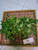 Tembelekan (Lantana Camara) Shrub Verbena, 600 Grams