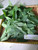 Pepaya (Carica Papaya), 780 Grams