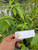 Dandang Gulo (Clinacanthus nutans), 180 Grams