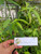 Dandang Gulo (Clinacanthus nutans), 360 Grams