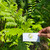 Vegetable fern (Diplazium esculentum), 90 Grams