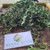 Vegetable fern (Diplazium esculentum), 180 Grams