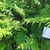 Vegetable fern (Diplazium esculentum), 180 Grams