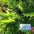 Vegetable fern (Diplazium esculentum), 600 Grams