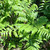 Vegetable fern (Diplazium esculentum), 600 Grams
