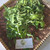 Vegetable fern (Diplazium esculentum), 780 Grams
