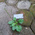 Sendok (Plantago Major) Broadleaf Plantain, 780 Grams