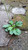 Sendok (Plantago Major) Broadleaf Plantain, 780 Grams