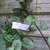 Gendola ( Basella Alba ) Malabar Spinach, 180 Grams