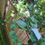 Gendola ( Basella Alba ) Malabar Spinach, 180 Grams
