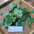 Gendola ( Basella Alba ) Malabar Spinach, 360 Grams