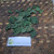 Gendola ( Basella Alba ) Malabar Spinach, 600 Grams