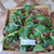 Gendola ( Basella Alba ) Malabar Spinach, 780 Grams