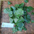 Gendola ( Basella Alba ) Malabar Spinach, 780 Grams