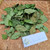 Bunga Sepatu (hibiscus rosa-sinensis), 360 Grams