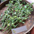 Knobweed (Hyptis capitata), 90 Grams