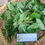 Knobweed (Hyptis capitata), 180 Grams