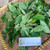 Knobweed (Hyptis capitata), 600 Grams