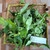 Knobweed (Hyptis capitata), 600 Grams