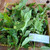 Knobweed (Hyptis capitata), 600 Grams