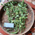Knobweed (Hyptis capitata), 600 Grams