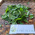 Sawi Tanah (Rorippa indica) Indian Yellow Cress, 180 Grams