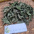 Sawi Tanah (Rorippa indica) Indian Yellow Cress, 600 Grams