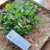 Sawi Tanah (Rorippa indica) Indian Yellow Cress, 600 Grams