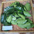 Nangka (Artocarpus heterophyllus) JackFruit, 600 Grams