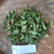 Sinyo Nakal ( Duranta erecta ) Golden Dewdrop, 360 Grams