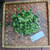 Sinyo Nakal ( Duranta erecta ) Golden Dewdrop, 360 Grams